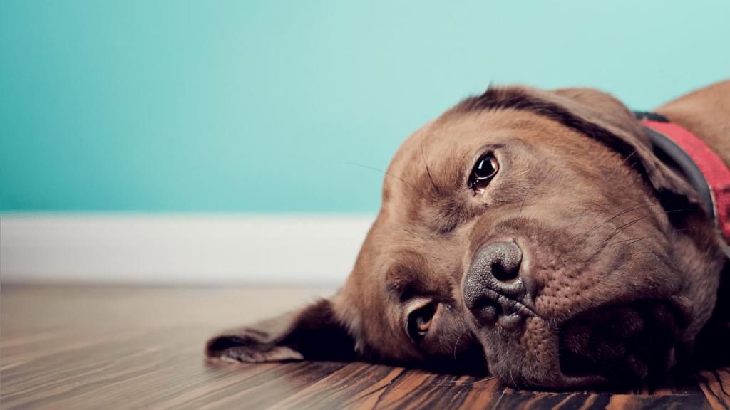 Blasenentzündung beim Hund - Symptome