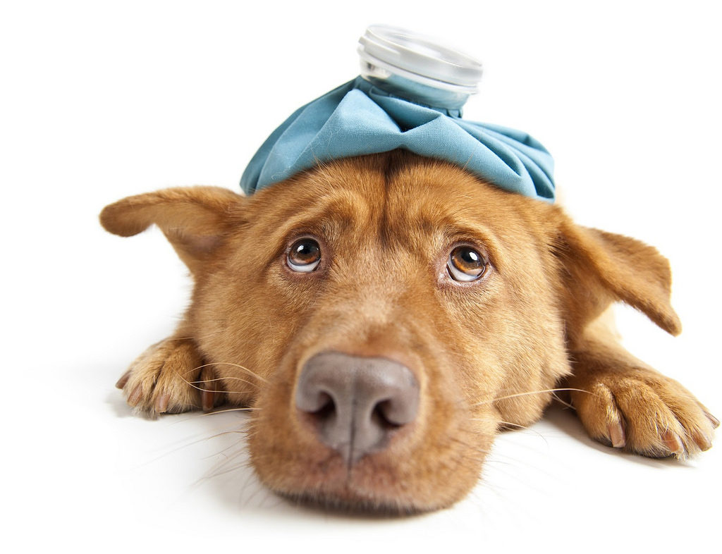 Treatment of cystitis in dogs at home