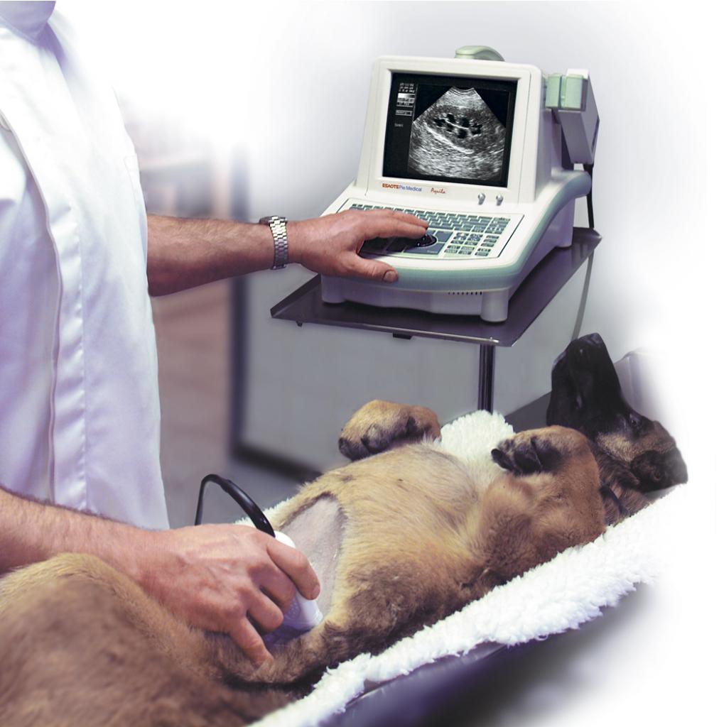 ultrasound cystitis