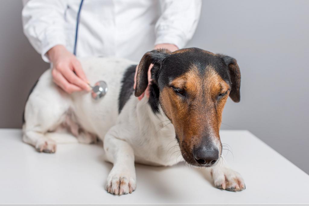 Treatment of cystitis in dogs