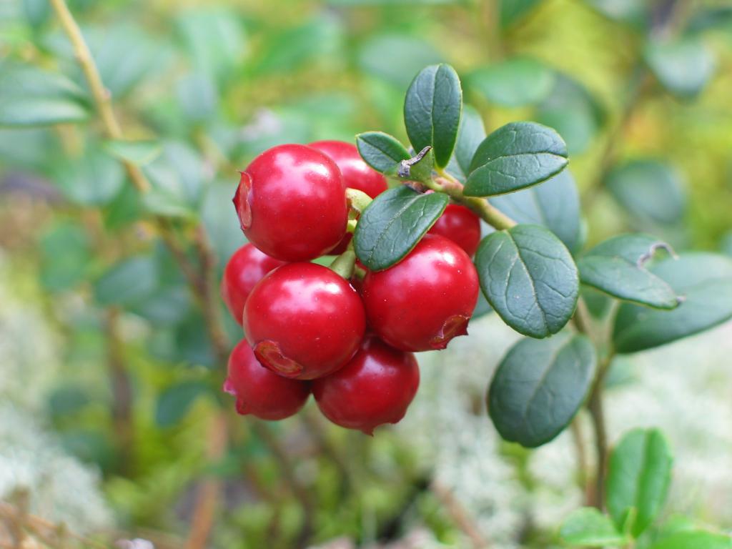 Cranberries vs cystitis in dogs