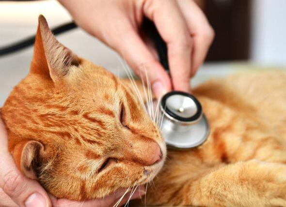la Leucemia en los gatos: síntomas y tratamiento