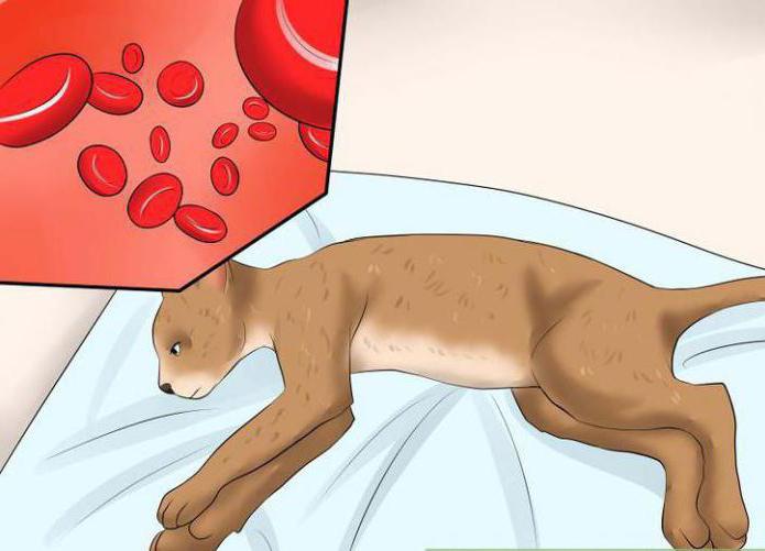Leucemia no sangue de gatos