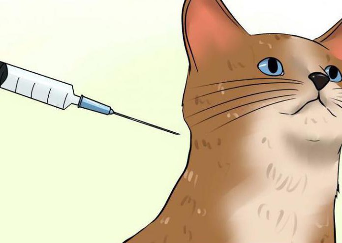 Viral Leukämie bei Katzen. Symptome