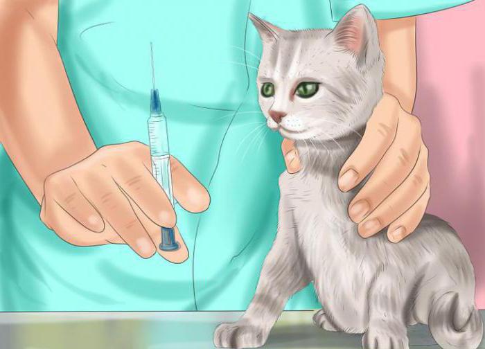 Viral Leukämie bei Katzen