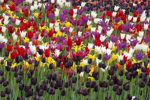 when to plant tulips in Siberia