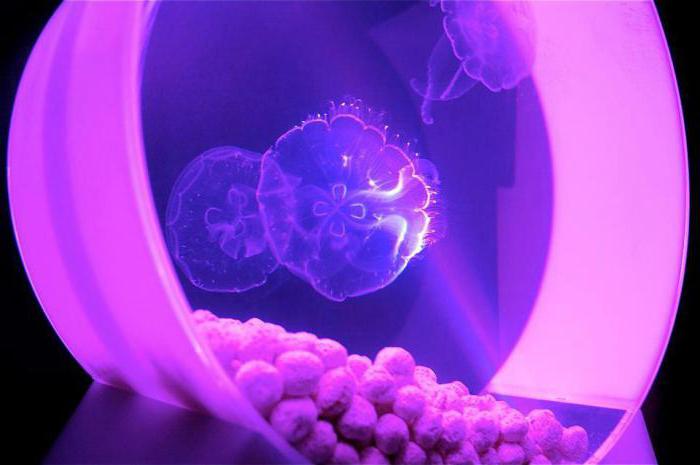 акваріум з медузами ціна