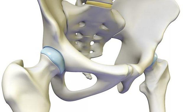 Estrutura de anca anatomia