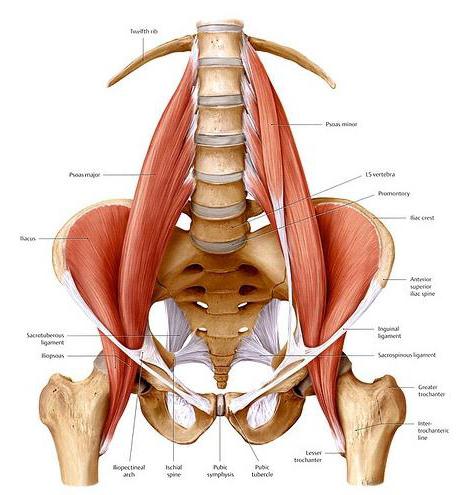 肌肉的髋关节解剖