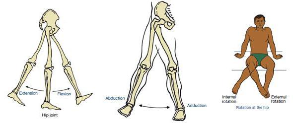 Анатомія кульшового суглоба людини м'язи