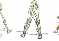 Anatomie Hüftgelenk: Struktur, Muskeln, Bänder