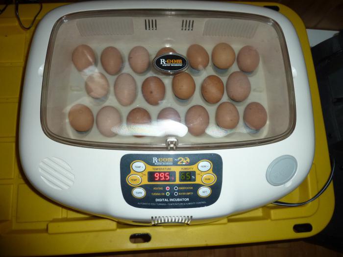 अंडे सेने इनक्यूबेटर