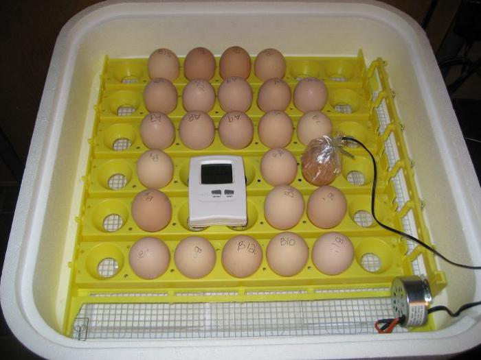 jak prawidłowo wyprowadzić kurczaki w inkubatorze