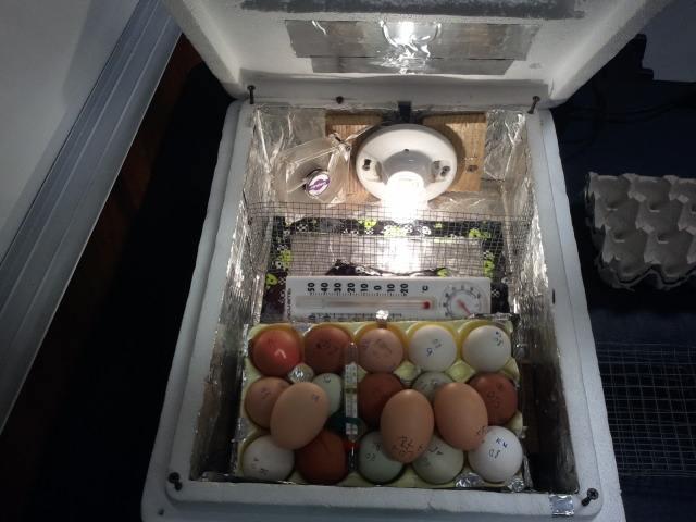 galinhas em casa incubadora