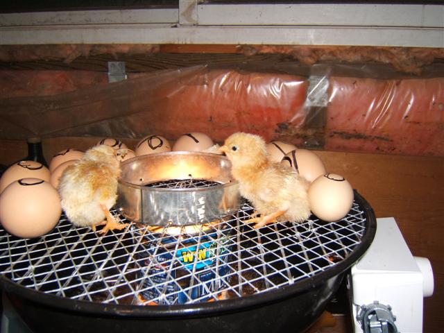wniosek kurczaki w domowym inkubatorze