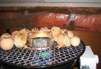 作为结论的小鸡在孵化器在家里