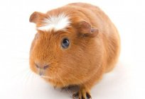 The most popular breeds of Guinea pigs with pictures and names