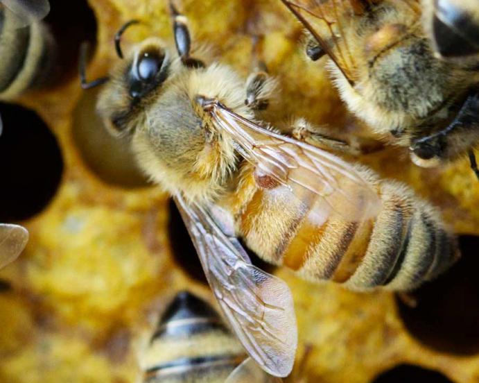 la cría de abejas para principiantes