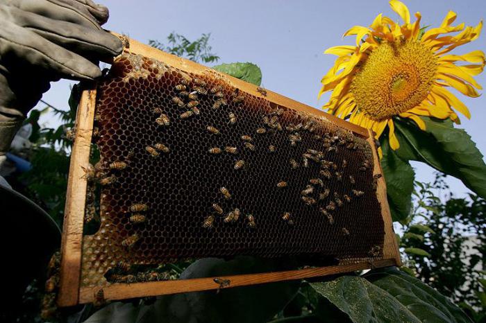 la cría y el contenido de las abejas