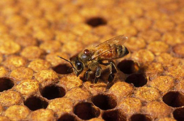 métodos de cría de las abejas