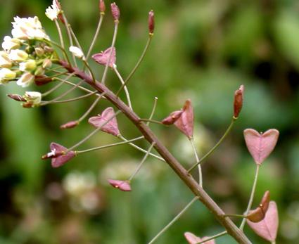 основні особливості рослин родини хрестоцвітих