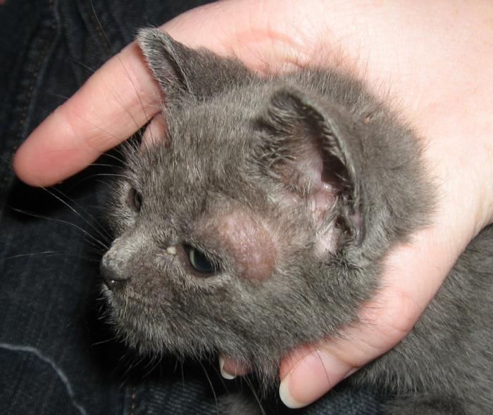 mantar hastalığı nasıl tedavi edilir kedi