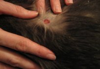 取り扱いについて定められた癬猫:症状の治療