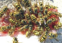 How and what to eat wasps?