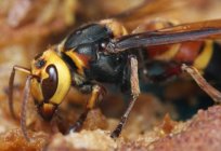 Nasıl yapılır kurtulmak hornets sağlık için risk yok