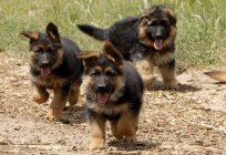 German Shepherd: pros and cons of the breed