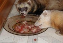 Amazing animal - the ferret. What to feed a pet?