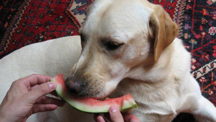 can a dog watermelon