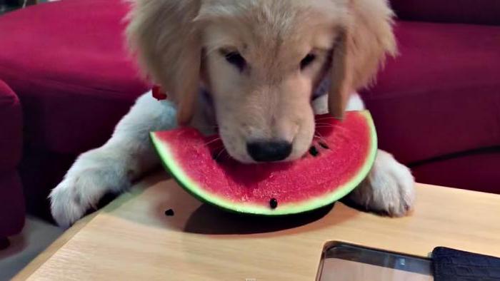 can dogs give watermelon