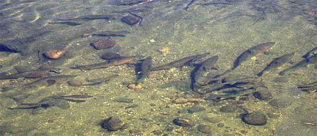 Balık avı nehirde Beyaz Adigey