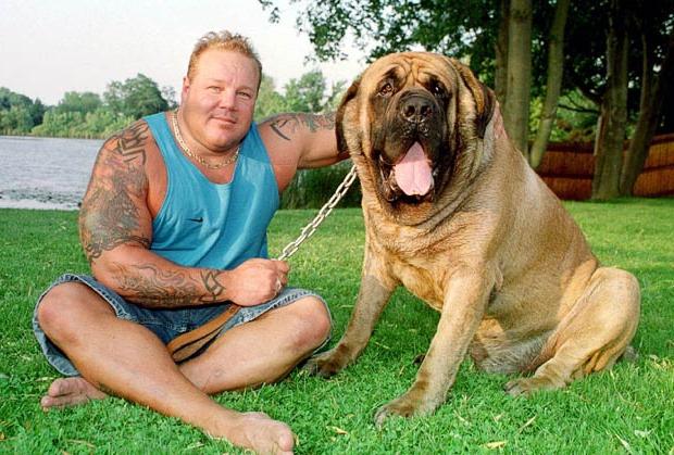 The largest dog in the world