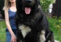 The largest dogs in the world - what breeds are we talking about?