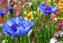 Blumen Kornblumen: Beschreibung, Pflanzung und Pflege, den Anbau Features
