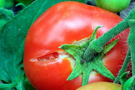 чому тріскаються помідори в теплиці
