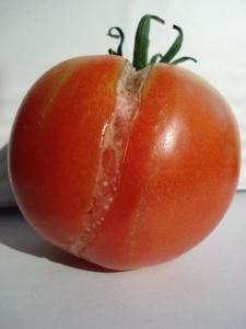 чому тріскаються помідори при дозріванні