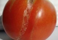 找出为什么裂缝的西红柿在温室