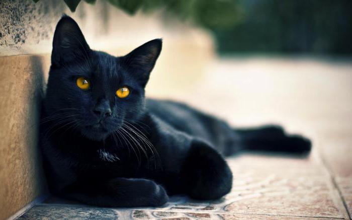 Што рабіць, калі чорная котка перабегла дарогу перад аўтамабілем