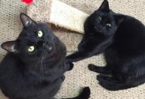 Ne varsa siyah bir kedi yaptım yol: koruma önlemleri