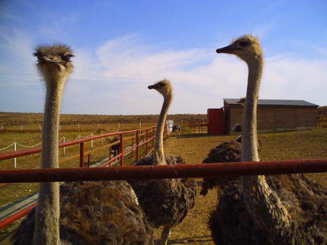Kerch ostrich farm how to get