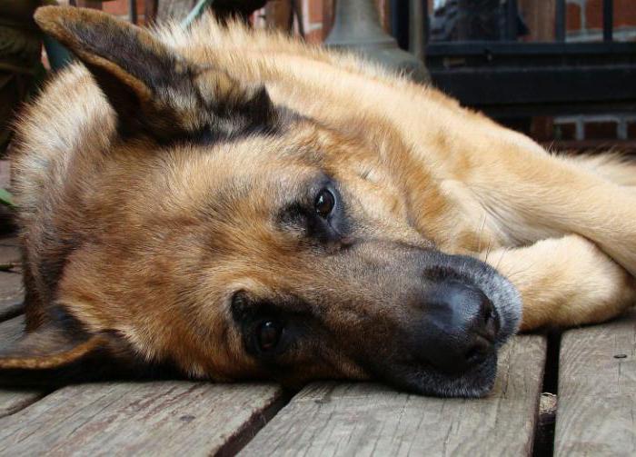 epilepsia em cães tratamento como acabar com as crises