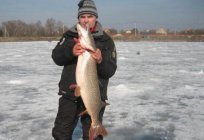 Biserovskoe fish: fee fishing, services, testimonials and contacts