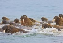 The Atlantic walrus: the description, photo