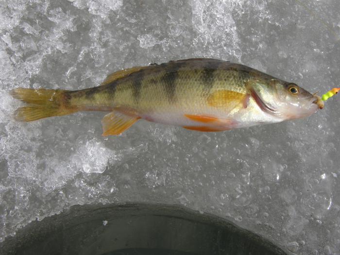 la Pesca de la perca en el primer hielo en mormyshku