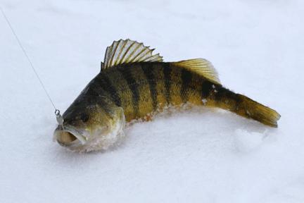 Inverno a pesca do robalo