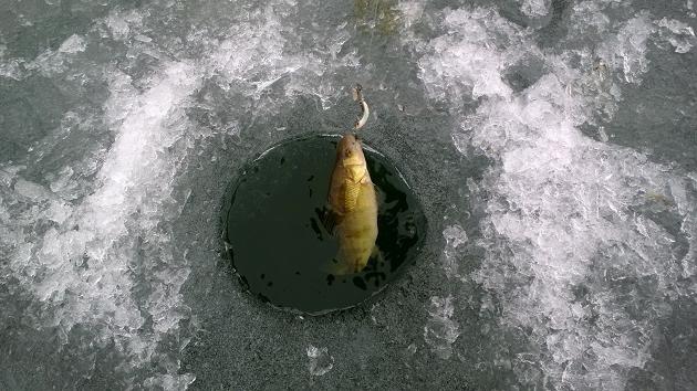 Barsch Angeln auf dem Eis auf den ersten Schlepphebel