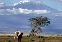 Studieren Vulkan Kilimanjaro